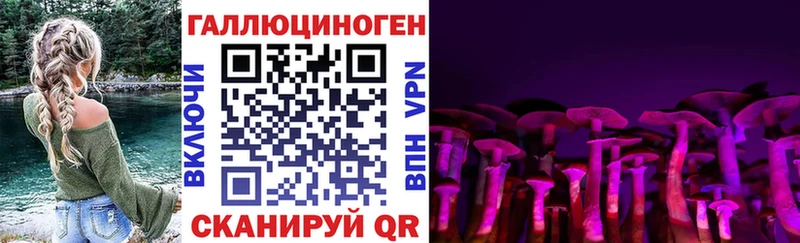 сколько стоит  Адыгейск  Псилоцибиновые грибы Psilocybe 